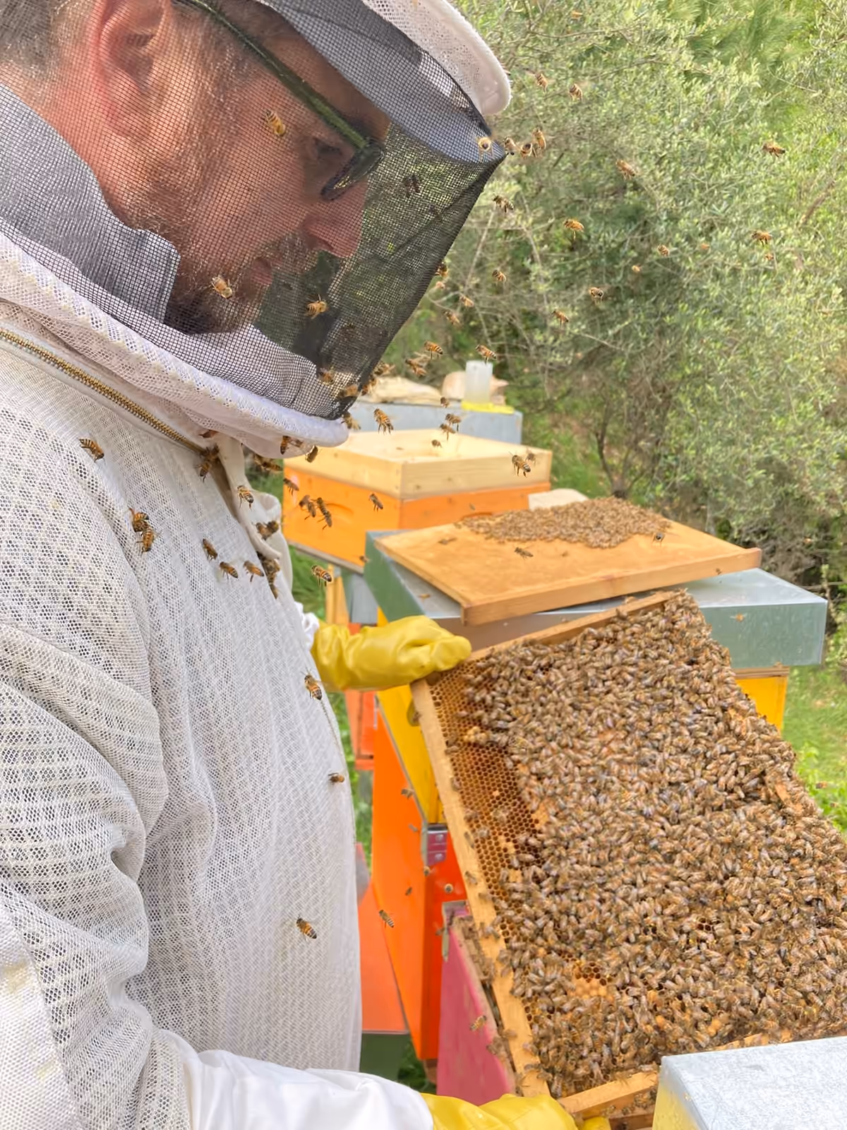 Apicoltore in tuta bianca che controlla un telaino in apiario