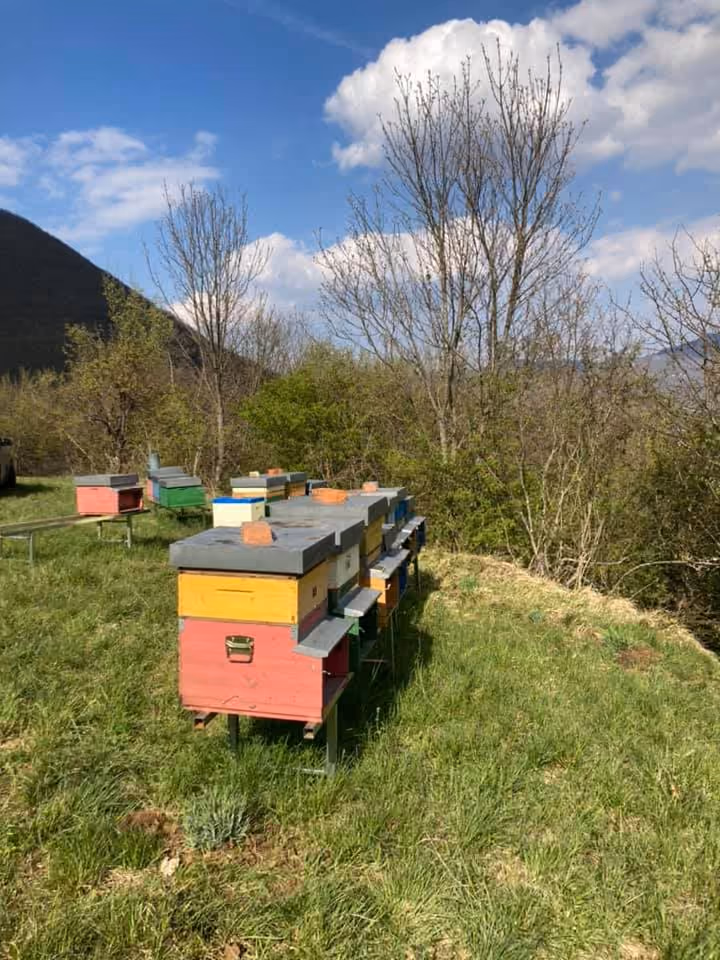 Arnie colorate disposte in un apiario di montagna