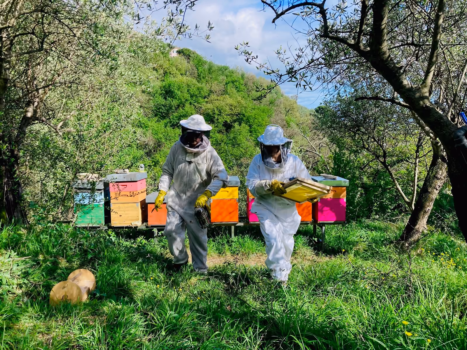 Due apicoltori con tuta bianca camminano in un campo fiorito accanto alle arnie